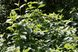 Cornus sericea - Dogwood Flaviramea