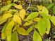 Fraxinus pennsylvanica - Green Ash
