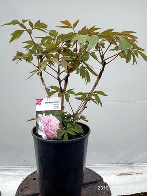 Tree peony Zhao's Pink - Zhao Fen