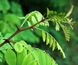 Robinia pseudoacacia - Робінія звичайна