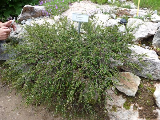 Betula nana - Береза карликова
