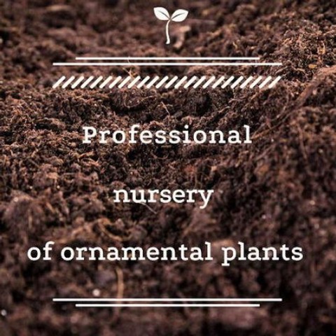 Professional nursery of decorative plants Florex Ukraine