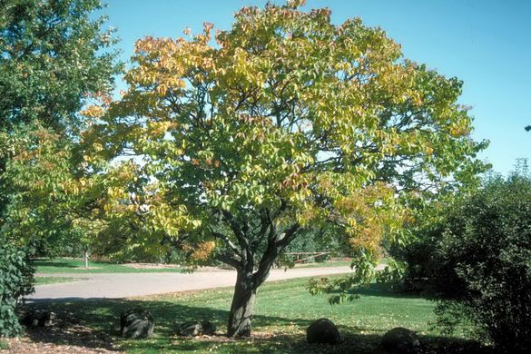 Prunus virginiana Schubert - Черемха віргінська Schubert