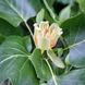 Liriodendron tulipifera - Тюльпанове дерево