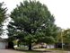 Quercus palustris - Дуб болотний