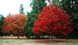 Quercus rubra - Дуб червоний