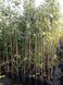 Sorbus aucuparia - Горобина звичайна