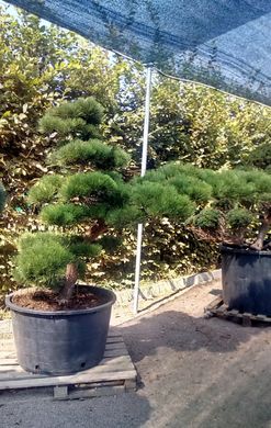 Pinus thunberga - Сосна Тунберга