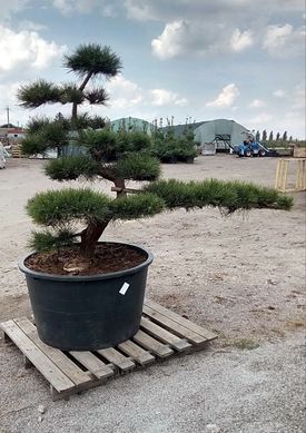 Pinus thunberga