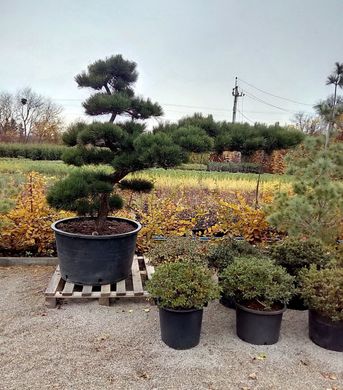 Pinus thunberga