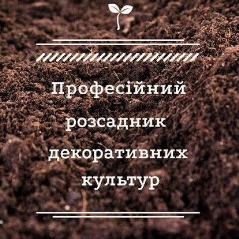 Професійний розсадник декоративних рослин Флорекс Україна