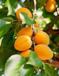 Prunus armeniaca - Абрикос Ананасовий