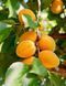 Prunus armeniaca - Абрикос Ананасовий