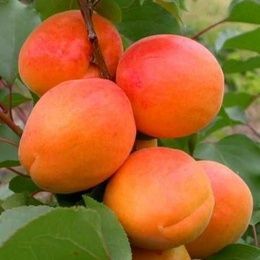 Prunus armeniaca - Абрикос Кіото