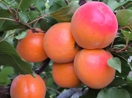 Prunus armeniaca - Абрикос Робада