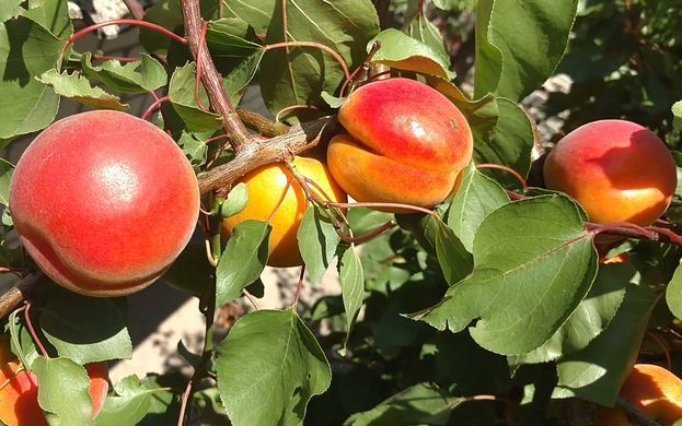 Prunus armeniaca - Абрикос Робада