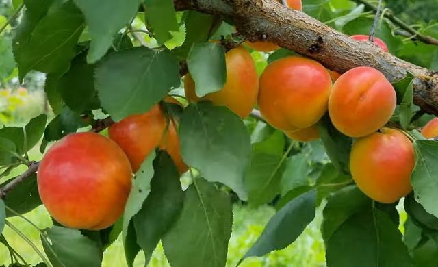 Prunus armeniaca - Абрикос Робада