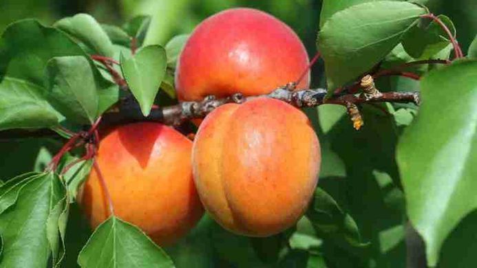 Prunus armeniaca - Абрикос Робада