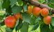 Prunus armeniaca - Абрикос Робада