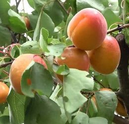 Prunus armeniaca - Абрикос Цунамі