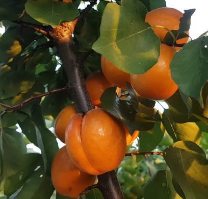 Prunus armeniaca - Абрикос Цунамі