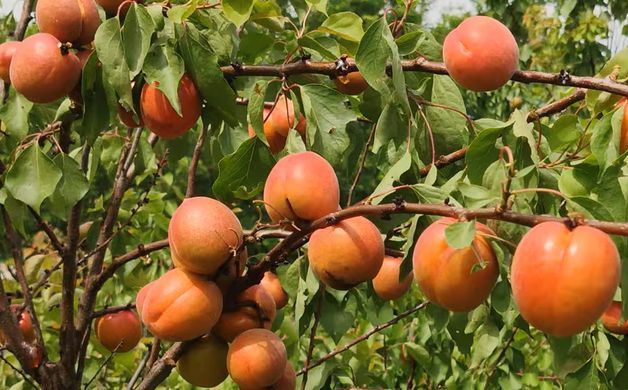 Prunus armeniaca - Абрикос Цунамі