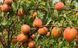 Prunus armeniaca - Абрикос Цунамі