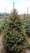 Picea pungens - Ялина колюча формована