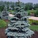 Picea pungens - Ялина колюча формована