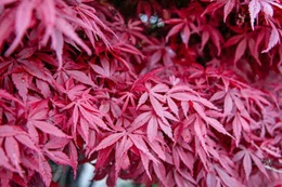 Acer palmatum Atropurpureum - Purple Japanese maple