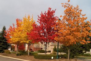 Freeman's maple. Varieties, planting and care