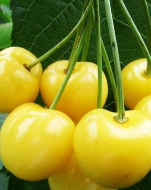 Prunus avium - Черешня Дачниця