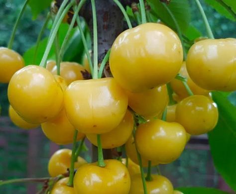 Prunus avium - Черешня Дачниця