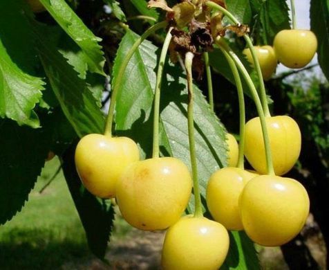 Prunus avium - Черешня Дачниця