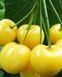 Prunus avium - Черешня Дачниця
