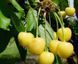 Prunus avium - Черешня Дачниця