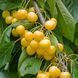 Prunus avium - Черешня Дачниця