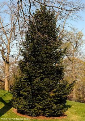 Picea abies - Ялина звичайна формована