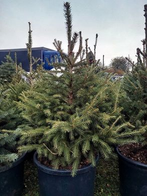 Picea abies - Norway spruce