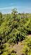 Picea omorika - Ялина сербська формована