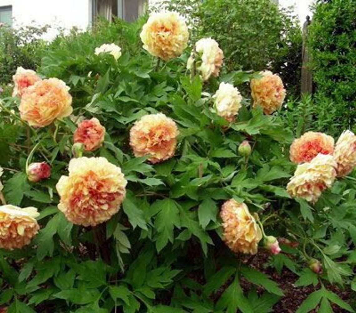 Tree peony Kinkaku - Jin Ge - Nursery of ornamental plants Florex Ukraine