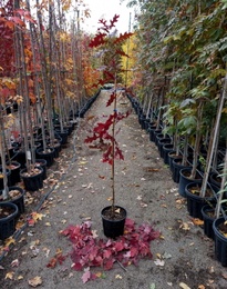 Quercus coccinea - Дуб шарлаховый