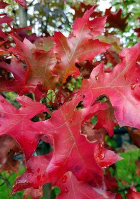 Quercus coccinea - Дуб шарлаховий