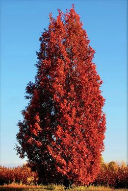 Quercus robur Fastigiata - Дуб черешчатий Fastigiata