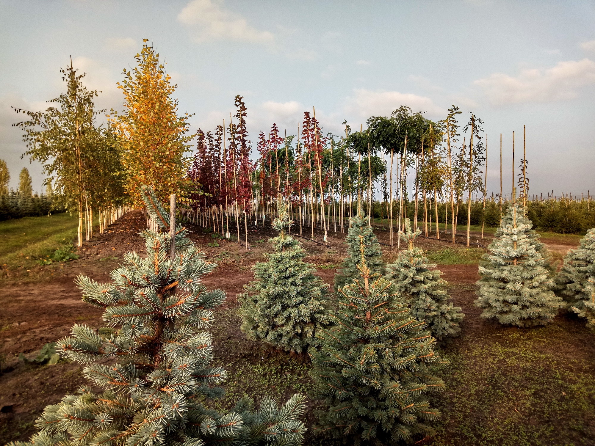 Купити Алейні дерева в Україні. Найширший вибір декоративних культур алейних дерев 